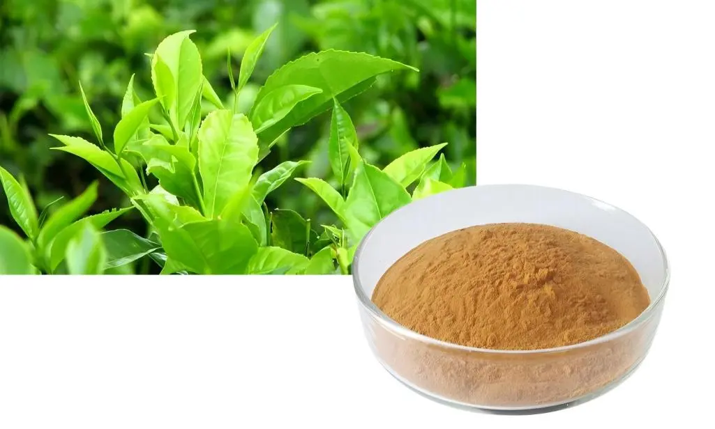 EGCG green tea extract powder EGCG green tea extract powder
