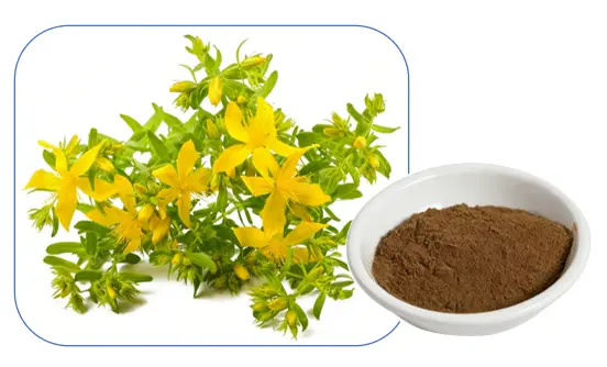 St John's Wort Extract