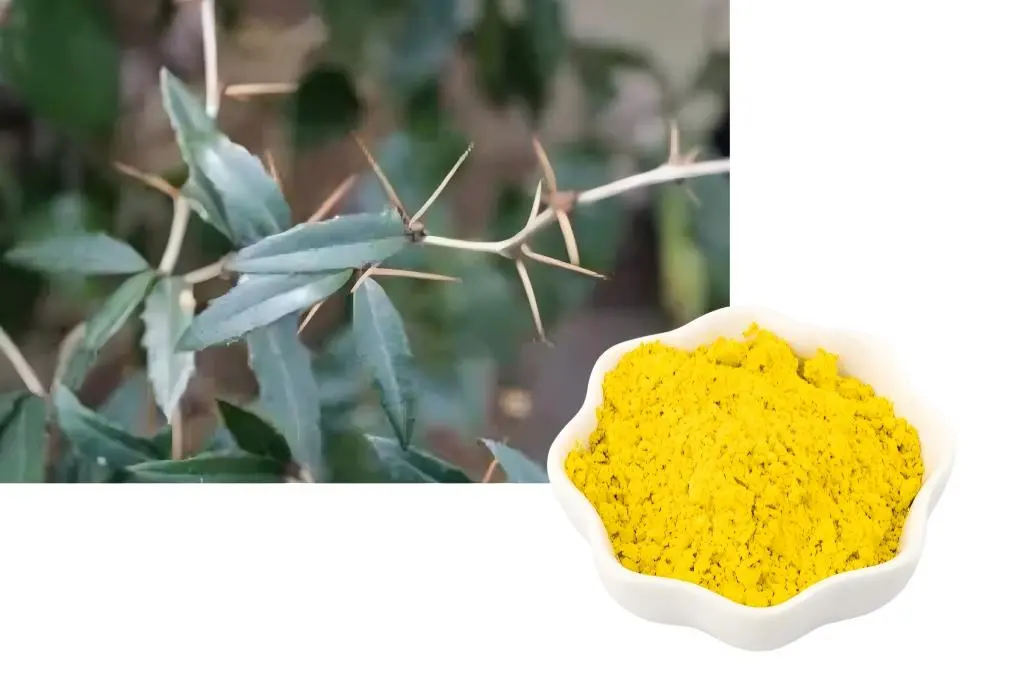 Barberry extract powder