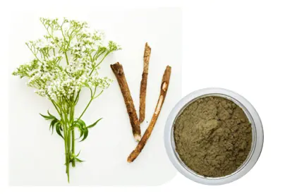 Valerian extract