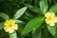 Damiana Extract Powder Damiana Extract Powder