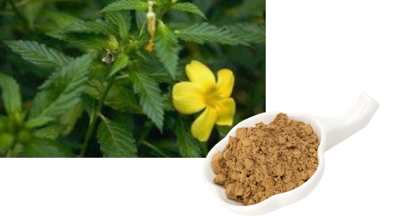 Damiana Leaf Powder Damiana Leaf Powder