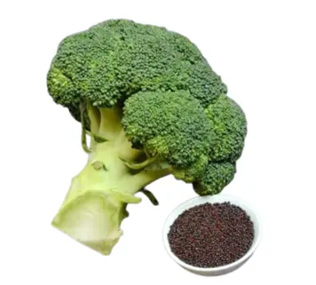 Broccoli Seed Extract Powder