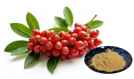 Schisandra Chinensis Extract Powder Schisandra Chinensis Extract Powder