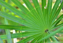 Saw Palmetto Fruit Powder