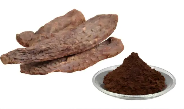 Cistanche Tubulosa Extract Powder Cistanche Tubulosa Extract Powder