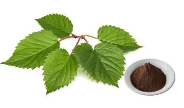 Mulberry Leaf Extract DNJ powder