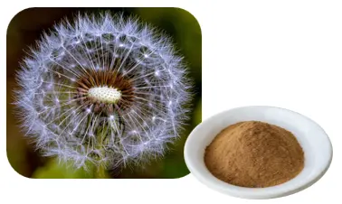 Dandelion 10:1 Powder Dandelion 10:1 Powder