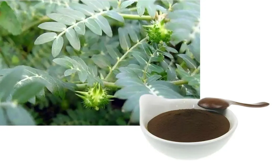 Tribulus Terrestris 95 Powder Tribulus Terrestris 95 Powder