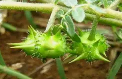 Premium Tribulus Terrestris Powder Premium Tribulus Terrestris Powder