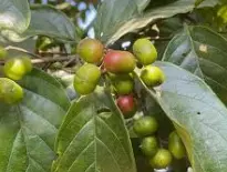 Pygeum Africanum Bark powder 