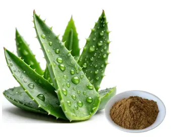 Aloe Barbadensis Extract powder