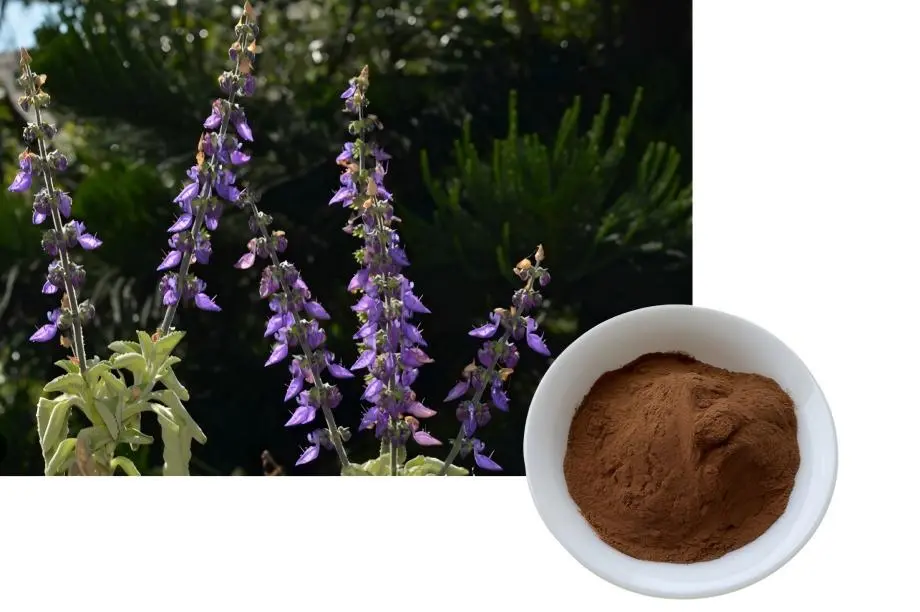 Premium Coleus Forskohlii Powder Premium Coleus Forskohlii Powder