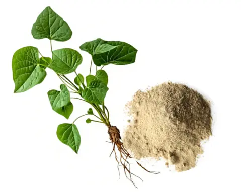 Kava extract powder