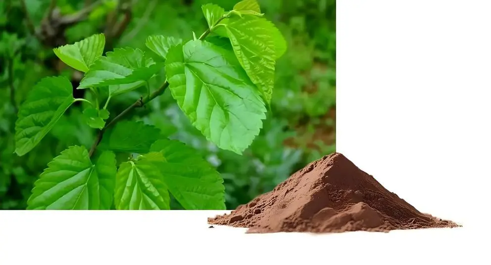 Mulberry Leaf Extract Powder Mulberry Leaf Extract Powder