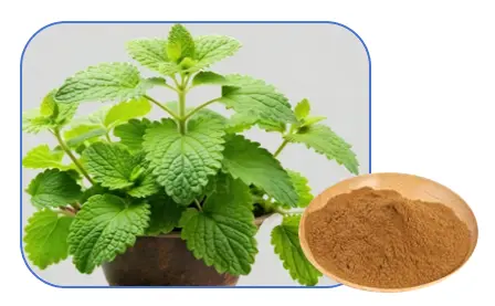 Bee Balm extract powder Bee Balm extract powder