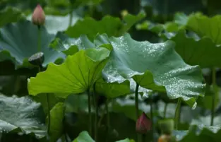 Lotus Leaf Extract Powder Lotus Leaf Extract Powder