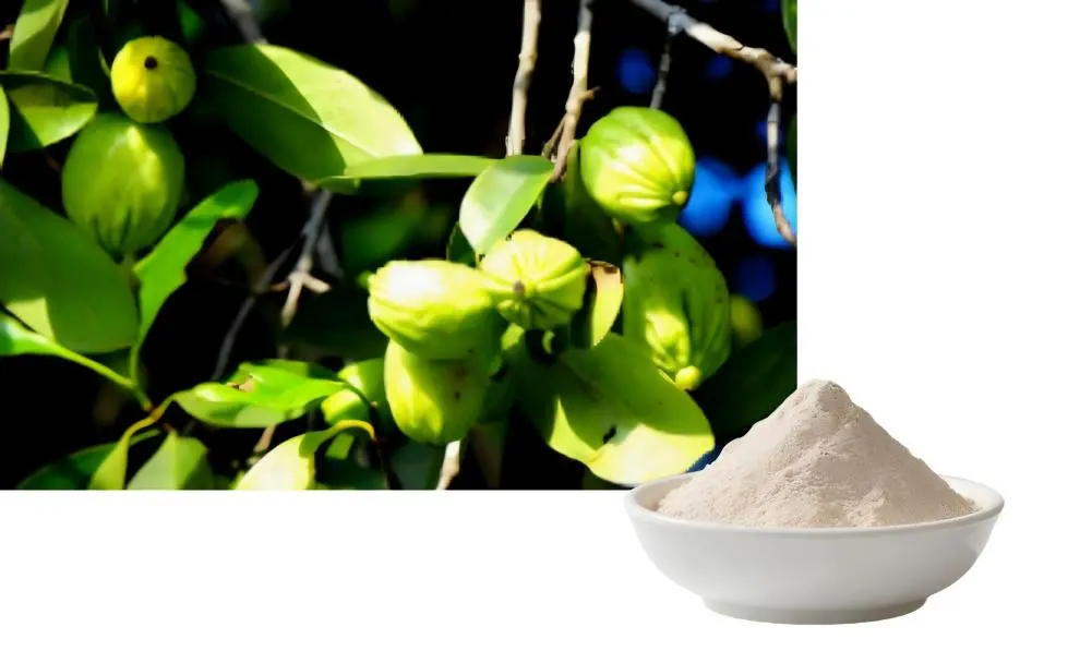 Garcinia Cambogia Extract Powder Garcinia Cambogia Extract Powder