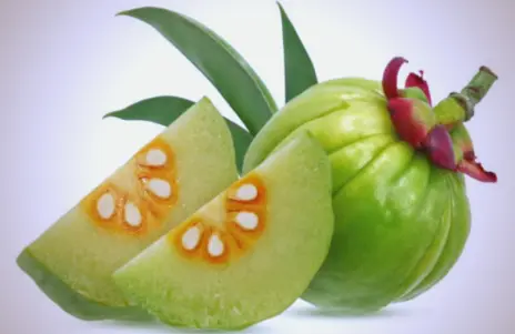 Garcinia Cambogia Extract Powder