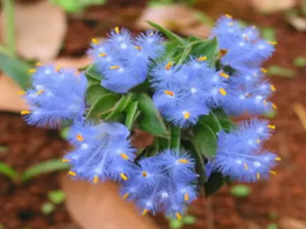 Cyanotis Ecdysterone