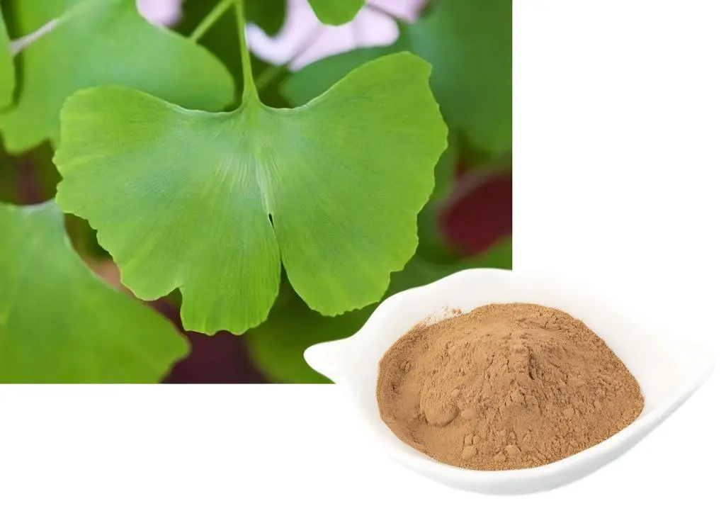 Ginkgo Biloba Leaf Extract Powder Ginkgo Biloba Leaf Extract Powder