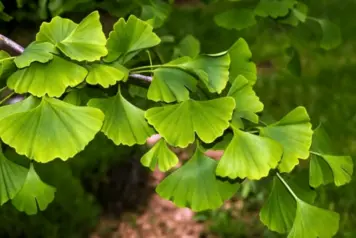 Ginkgo Biloba Leaf Extract Powder Ginkgo Biloba Leaf Extract Powder