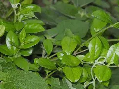 Gymnema Sylvestre Extract Powder Gymnema Sylvestre Extract Powder