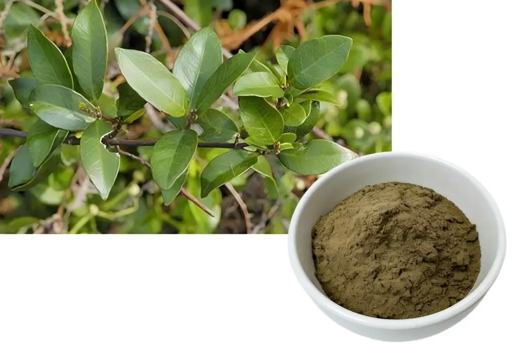 Gymnema Sylvestre Extract 75 Gymnema Sylvestre Extract 75