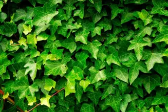 Ivy Leaf Extract Powder Ivy Leaf Extract Powder