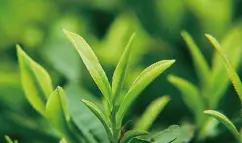 Green Tea Extract Powder Bulk Green Tea Extract Powder Bulk