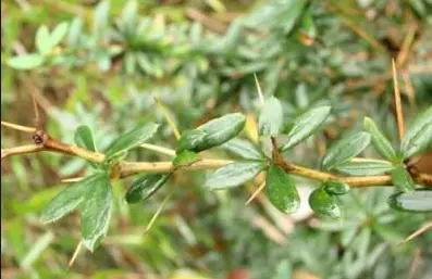 barberry extract granules barberry extract granules