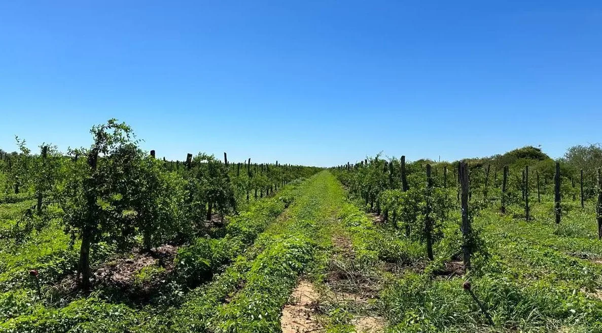 A Record of the Inspection of South American Planting Bases and Warehouse Layout Planning A Record of the Inspection of South American Planting Bases and Warehouse Layout Planning