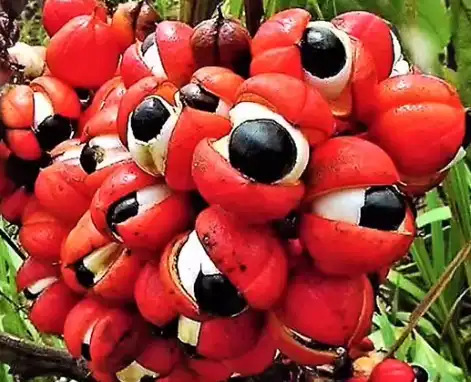 Natural Guarana Extract